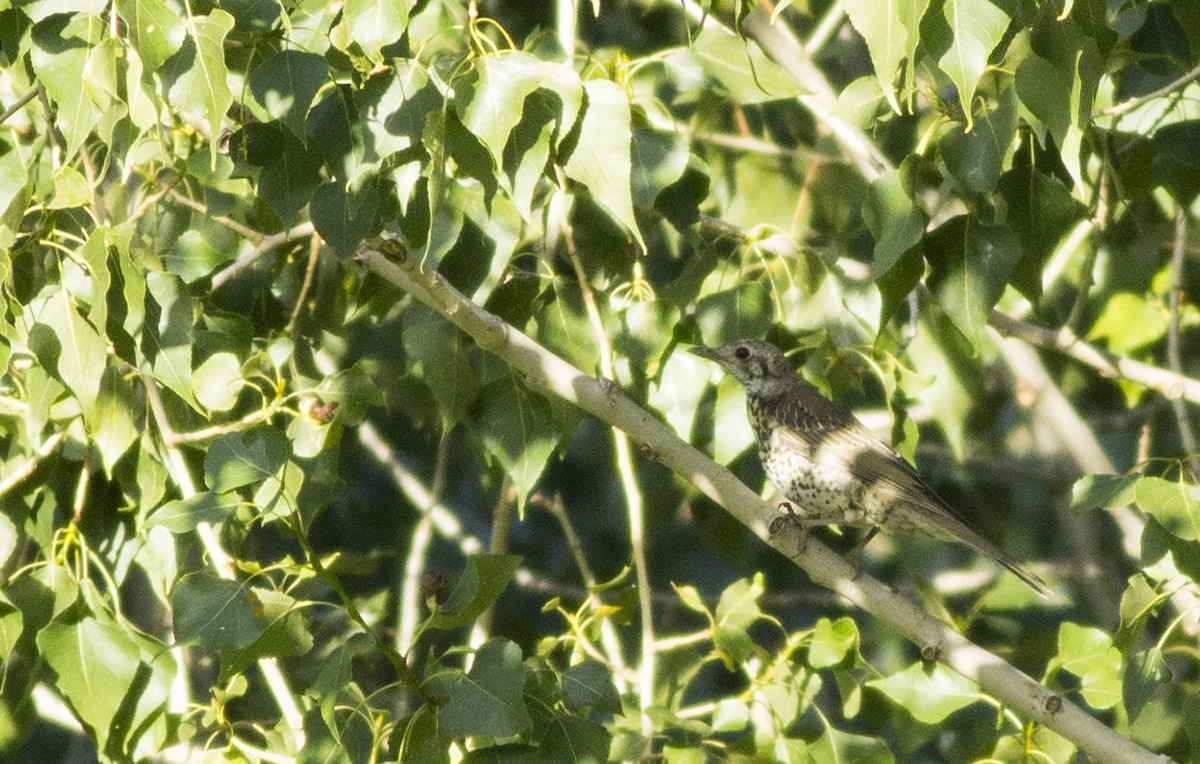 Mistle Thrush